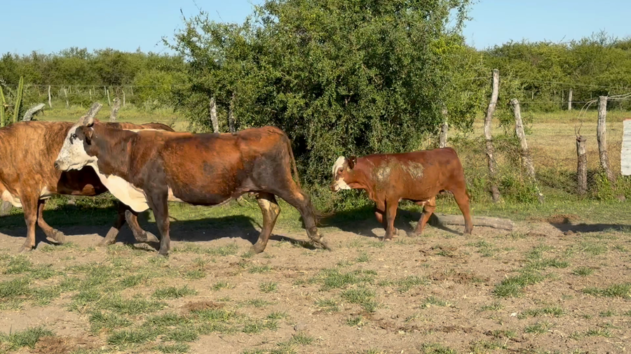 Lote 20 Vacas con Cría  en Corrientes, Mercedes