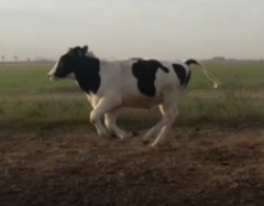 Lote 49 Novillitos de 245Kg en Canals, Córdoba