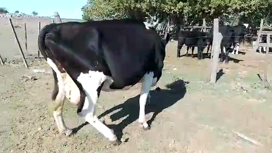 Lote 1 Vaca Holando
