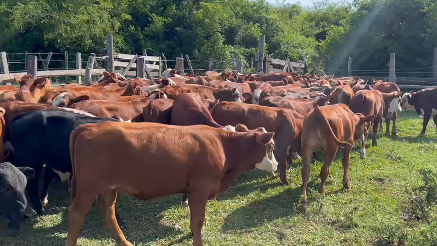 Lote 85 Terneros/as en Corrientes, Tabay
