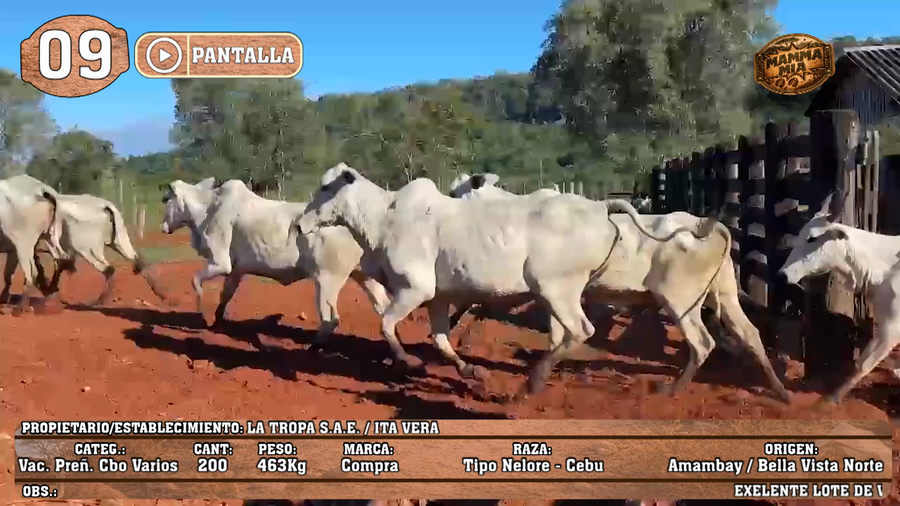 Lote LOTE 9 - POR PANTALLA