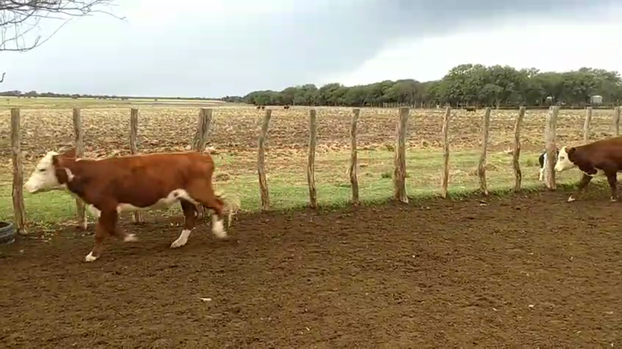 Lote 55 Terneros en Conhelo - La Pampa