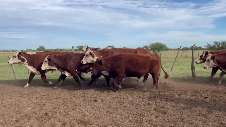 Lote 33 Novillos en Corrientes, Curuzu Cuatia