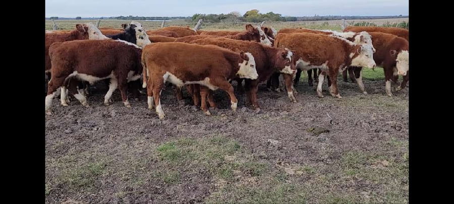 Lote 30 Terneros en Villaguay, Entre Ríos