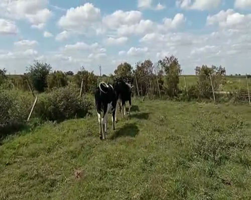 Lote 3 Vaquillonas 1 a 2 años HOLANDO a remate en Pantalla Camy, San José