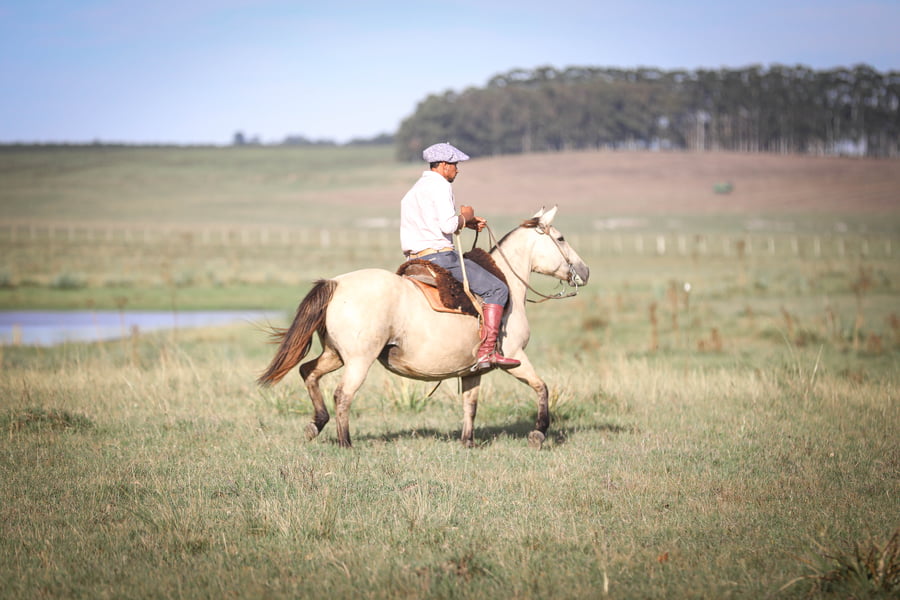 Lote Chamizera Caraguata