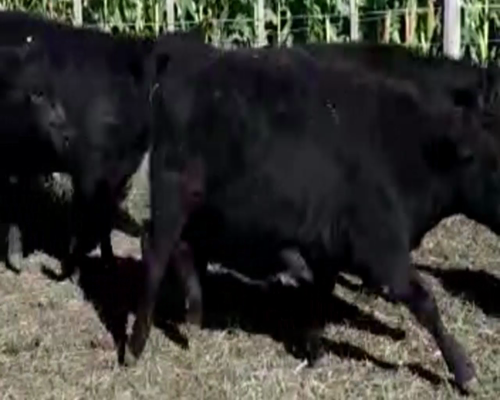 Lote 76 TERNS. MACHOS Y HEMBRAS, EN AZUL, PCIA. DE BS.AS.