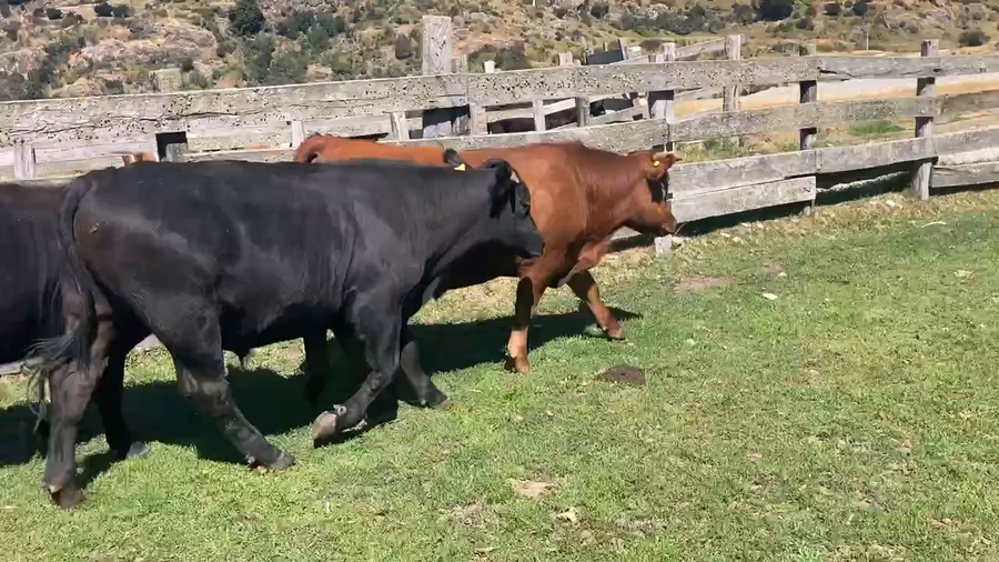 Lote 19 Novillo Engorda en Chile Chico, XI Región Aysén