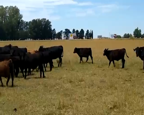 Lote 26 Terneros/as en Chascomús, Buenos Aires