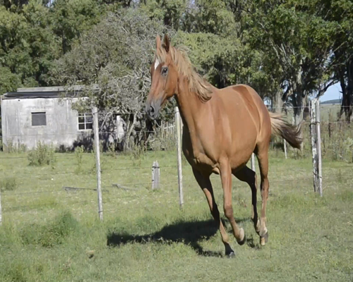 Lote ANASTASIA ARR 137