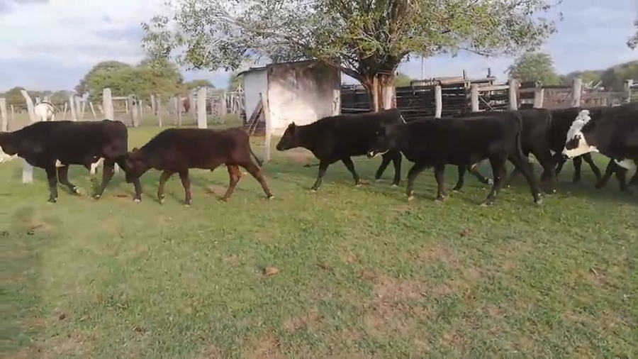 Lote 100 Terneros en Federal, Entre Ríos