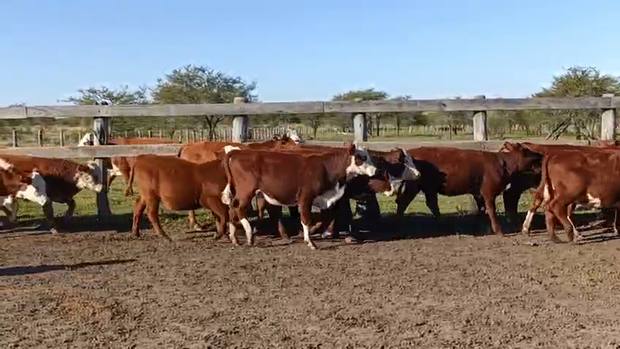 Lote 65 Terneros/as