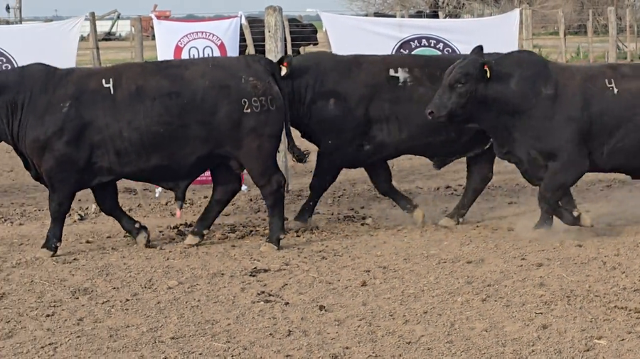 Lote Toros de El Mataco