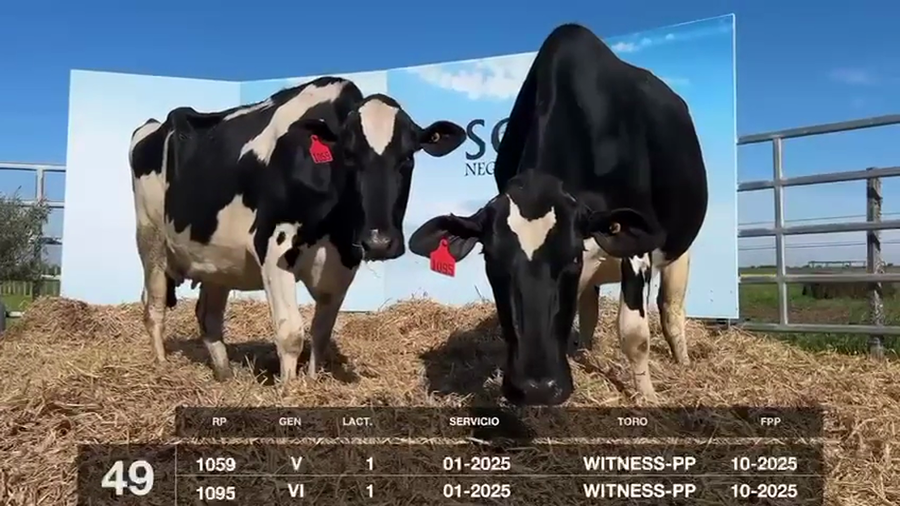 Lote VACAS Y VAQUILLONAS PRÓXIMAS