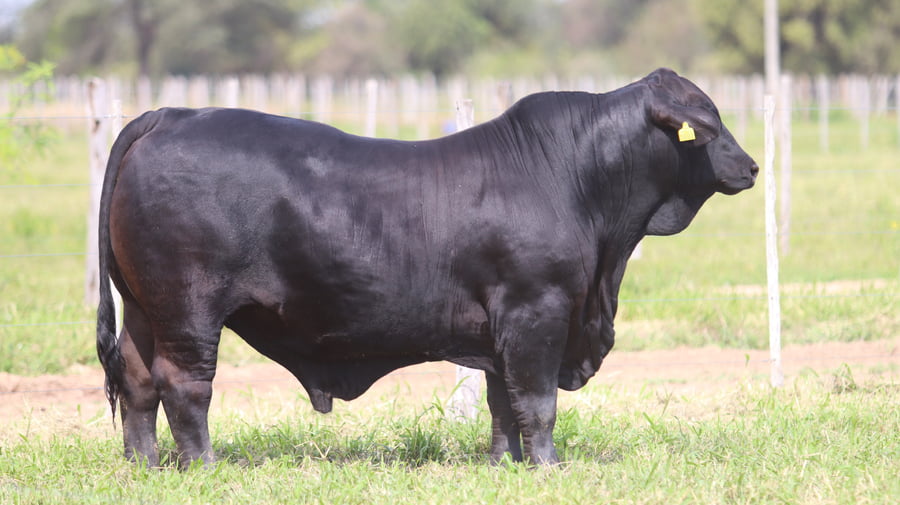Lote LOTE 76