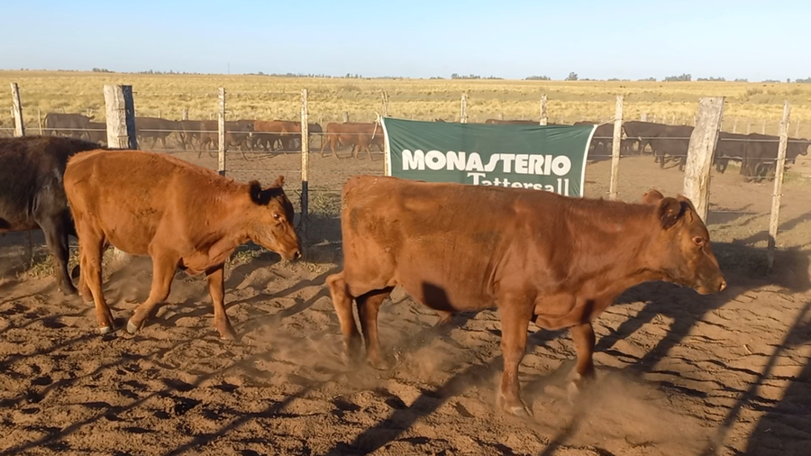 Lote 54 Terneros