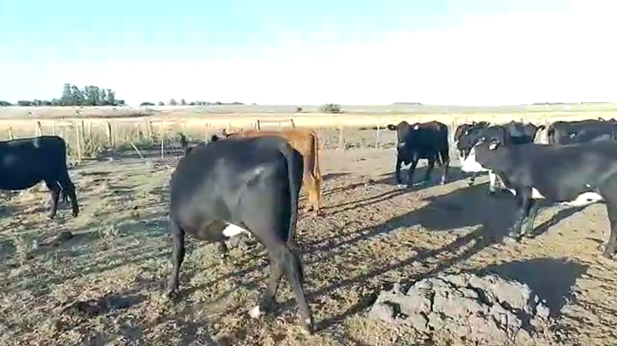 Lote 13 Vaquillonas  Cruza Angus a remate en Pantalla Camy - Liquidación de Estancia en Chamizo