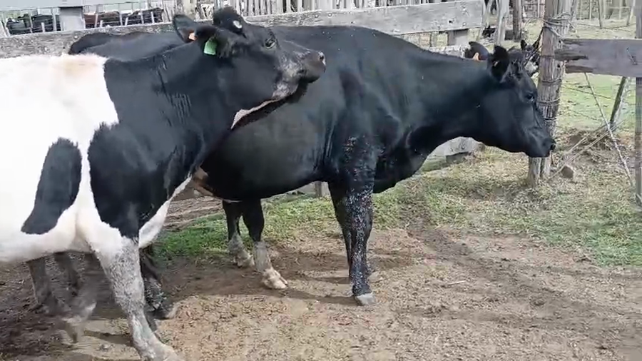 Lote 3 Vaquillonas  a remate en Pantalla Camy - Aniversario 31 Años 450kg - , San José