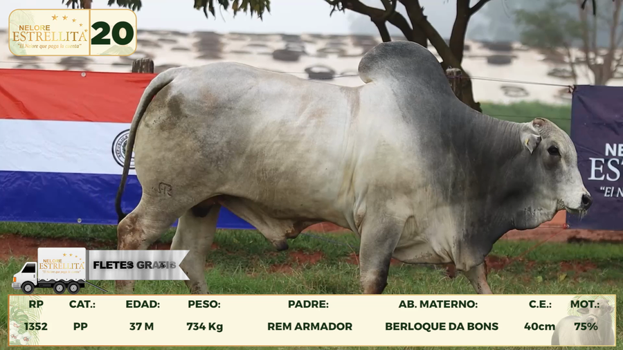 Lote LOTE 20