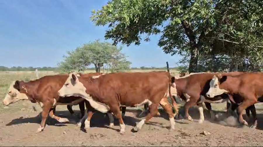 Lote 62 Novillitos y vaquillonas en Corrientes, Curuzú-Cuatiá