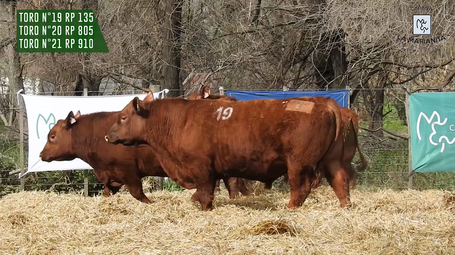 Lote "Cabaña ""La Marianita"" Toros Angus PC"