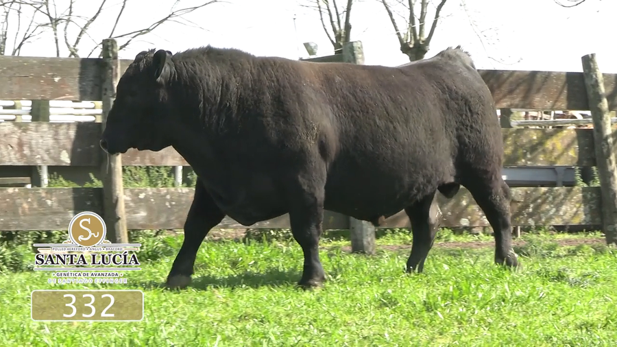 Lote Angus