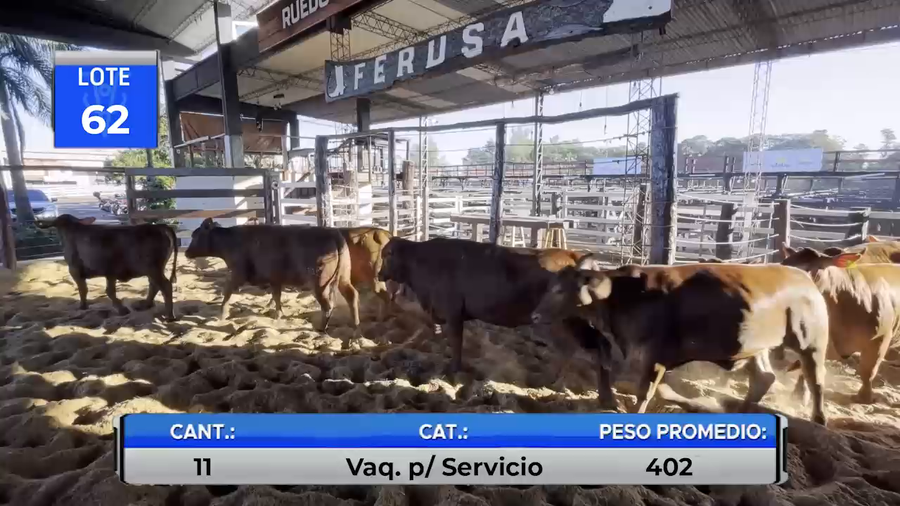 Lote VAQUILLAS BRANGUS REGISTRADAS PARA SERVICIO  -LOTE 62