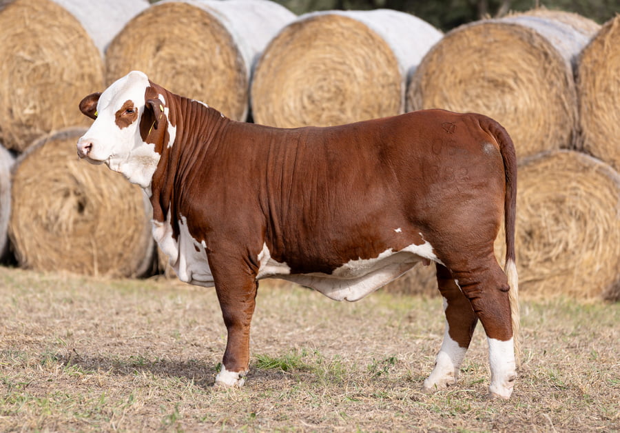 Lote LOTE 14