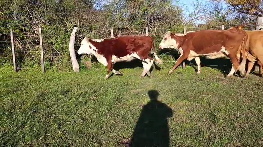 Lote 6 Vacas de invernar en Corrientes, Monte Caseros