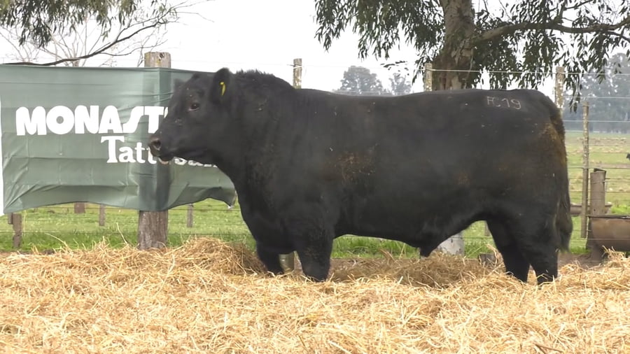 Lote TOROS PUROS POR CRUZA