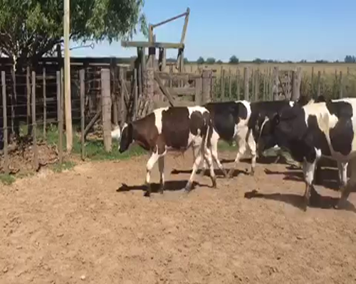 Lote 65 Terneros en Brandsen, Buenos Aires