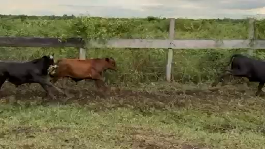 Lote 120 Terneros en Formosa, Clorinda