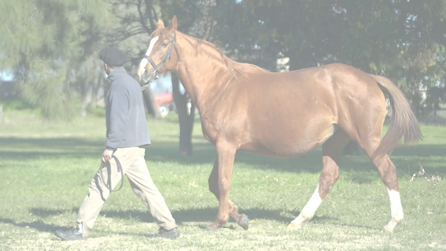 Lote GREAT NISTEL (VAN NISTELROOY -  THE GREAT GLORY) Preñez de LE BLUES
