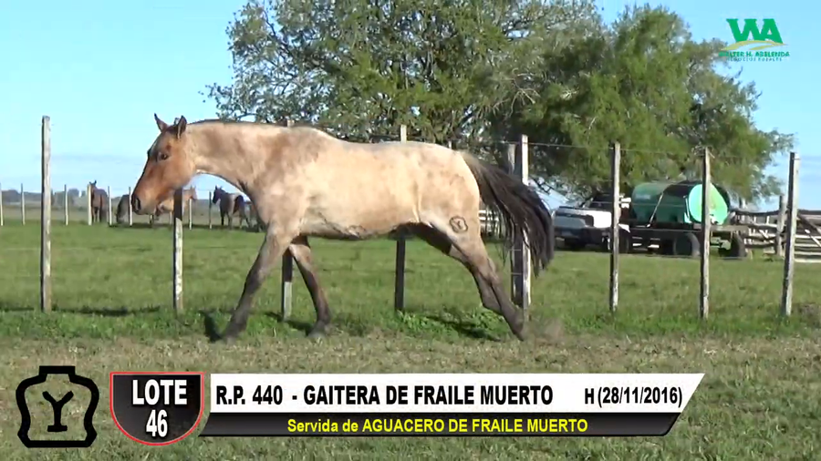 Lote GAITERA DE FRAILE MUERTO