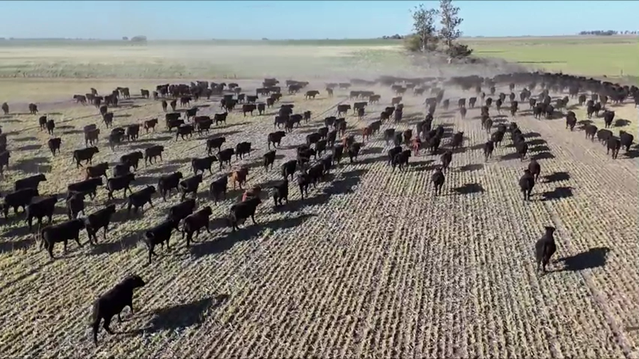 Lote 295 Novillitos en America