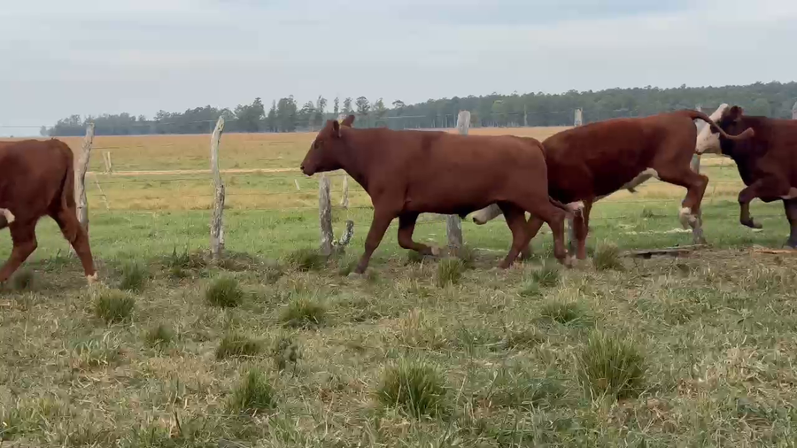 Lote 90 Novillos en Corrientes, Paso de Los Libres