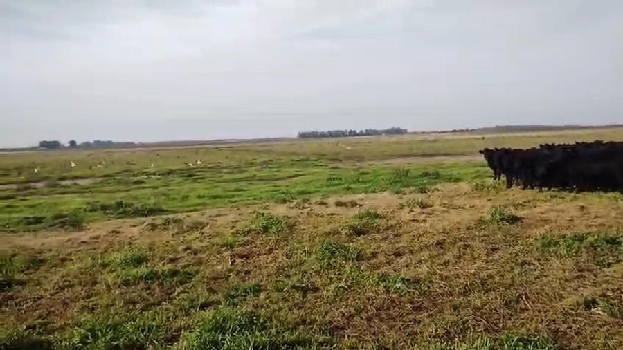 Lote 70 Terneras en Buenos Aires, Carlos Casares