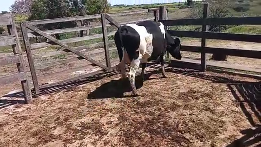 Lote Vaquillonas 1 a 2 años HOLANDO a remate en REMATE POR PANTALLA 400kg - , San José