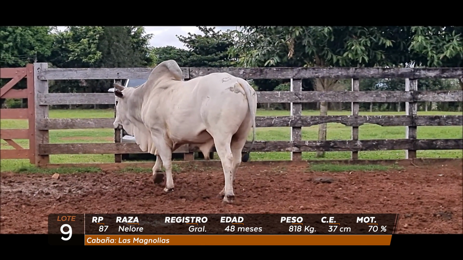 Lote Toro