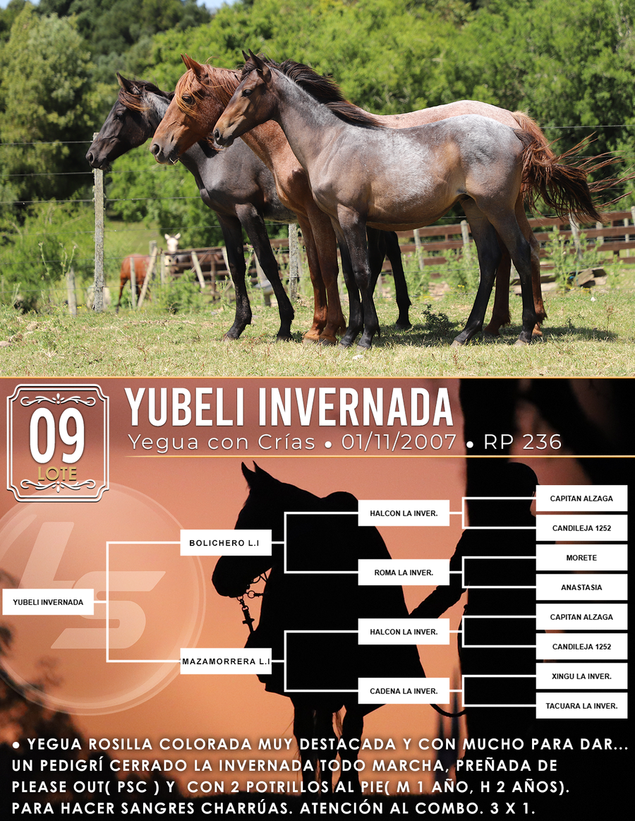 Lote YUBELI INVERNADA