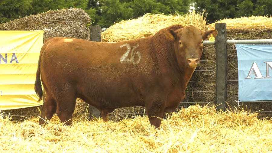 Lote TOROS ANGUS PURO CONTROLADO