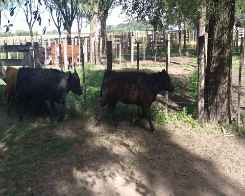 Lote 25 Terneras en Gral. Lamadrid, Buenos Aires