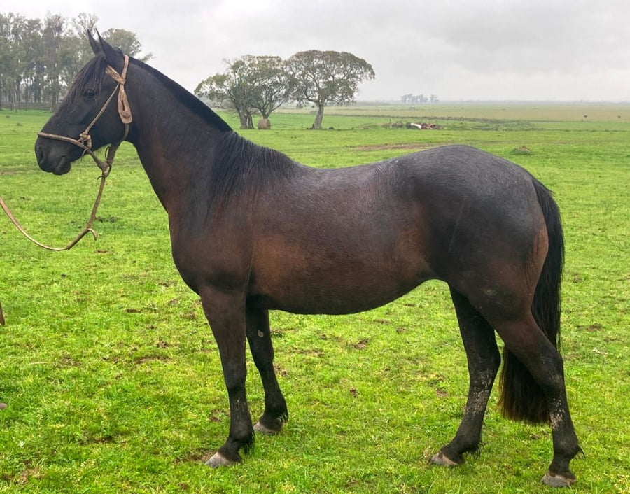 Lote Armonica (RP 86) - Cabaña El Paraíso