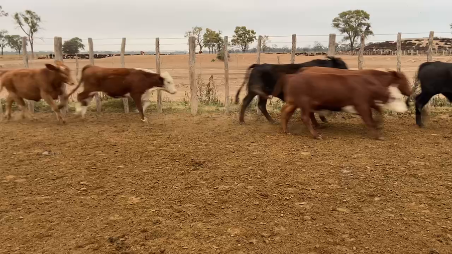 Lote 300 Novillitos en Bandera, Santiago del Estero