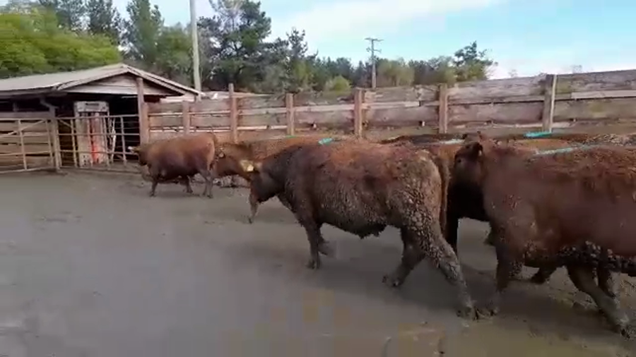 Lote 20 Novillo Gordo en Los Ángeles, VIII Región Biobío