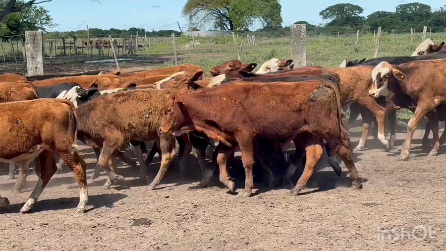 Lote 100 Terneros en Corrientes, San Roque