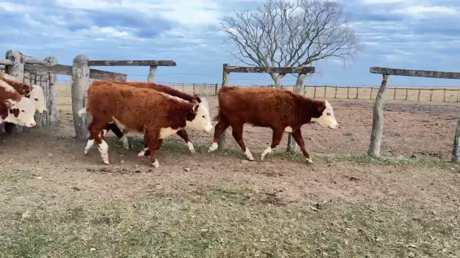 Lote 105 Terneros