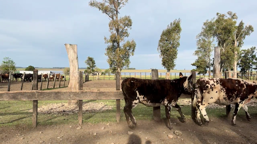 Lote VAQUILLONAS MAS DE 2 AÑOS