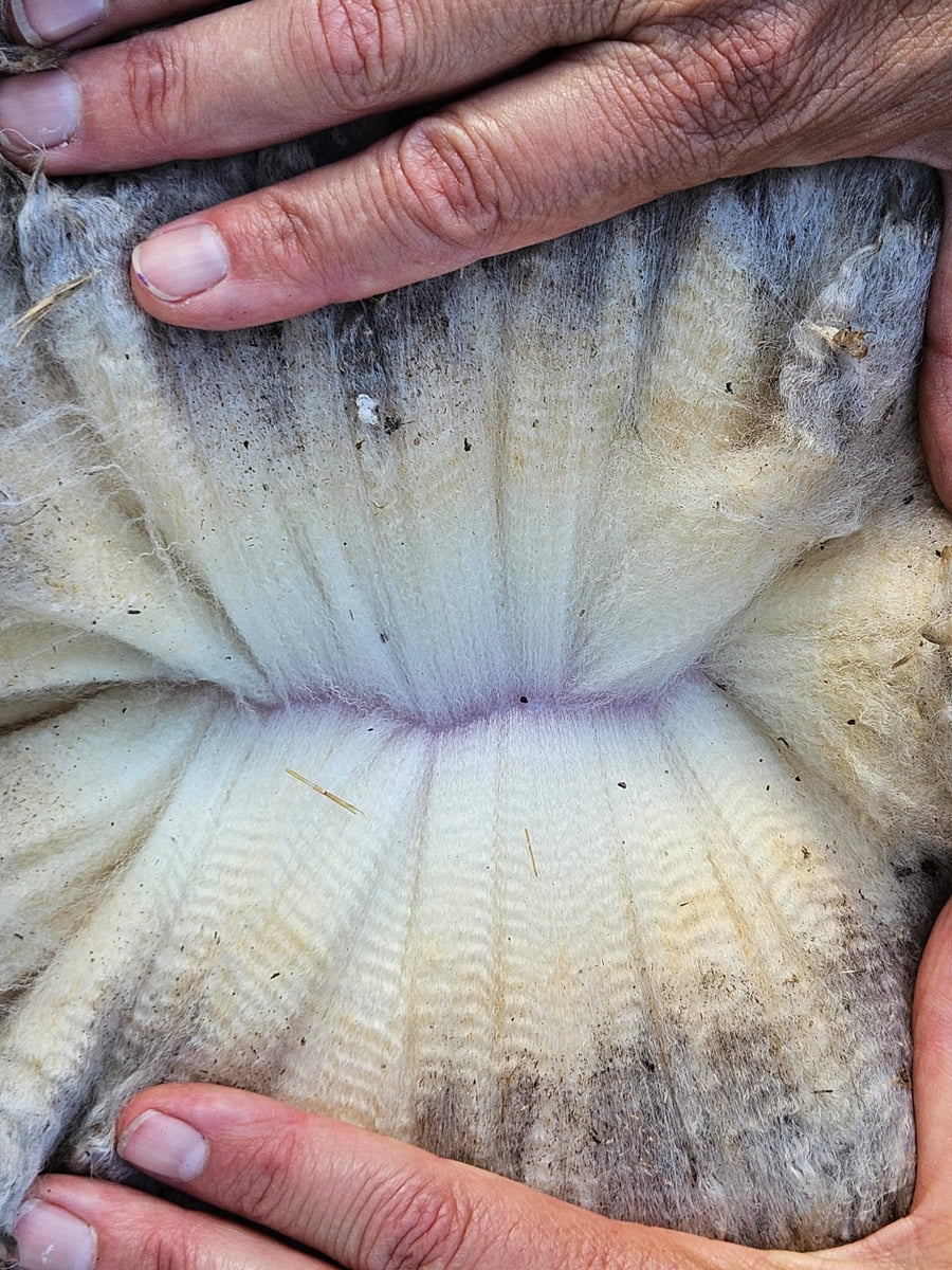 Lote Carneros a remate en Subasta Online - Nambi Guasu, Lavalleja