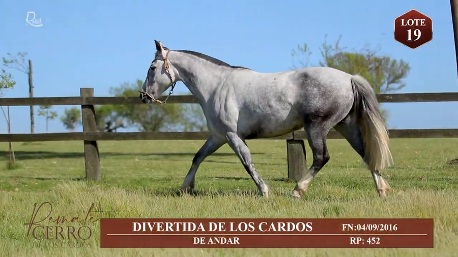 Lote DIVERTIDA DE LOS CARDOS